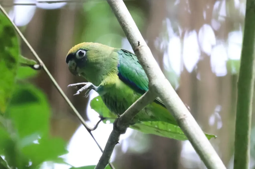 File:Touit huetii by Tommy Andriollo.jpg