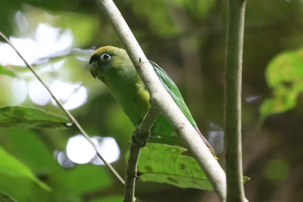 File:Touit huetii by Tommy Andriollo 02.jpg