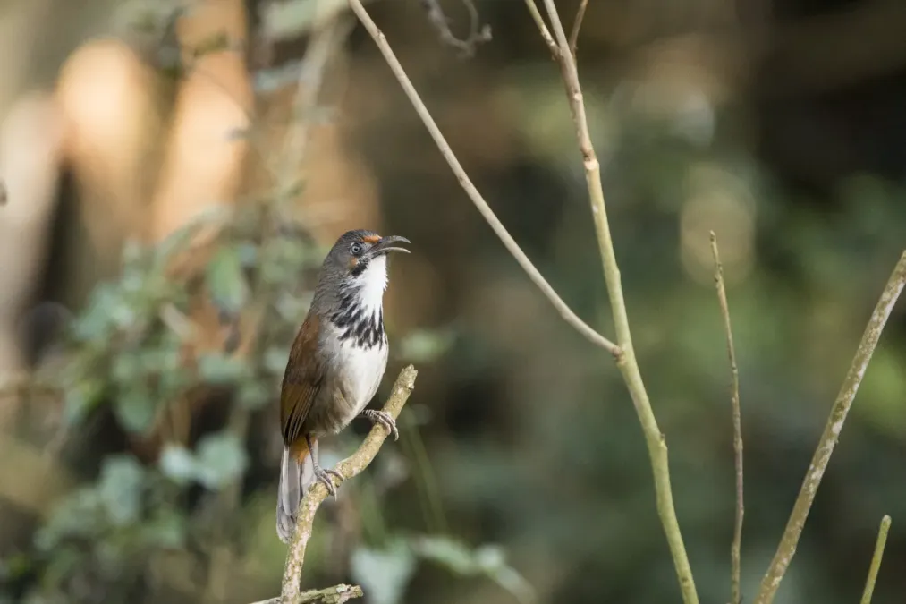 File:RBD7602 Erythrogenys erythrocnemis (52700055447).jpg