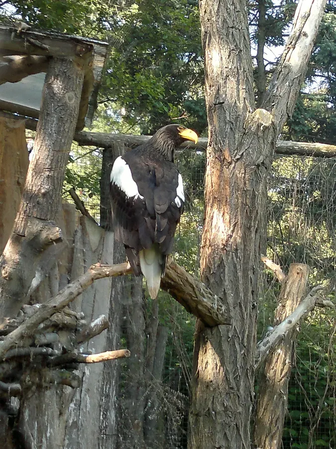 File:Haliaeetus pelagicus .jpg