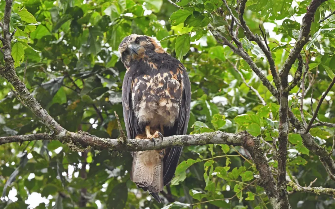 File:Buteogallus solitarius 336111249.jpg