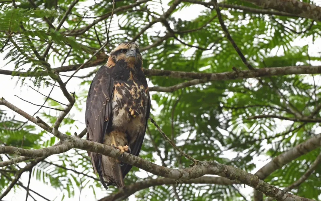File:Buteogallus solitarius 336111222.jpg