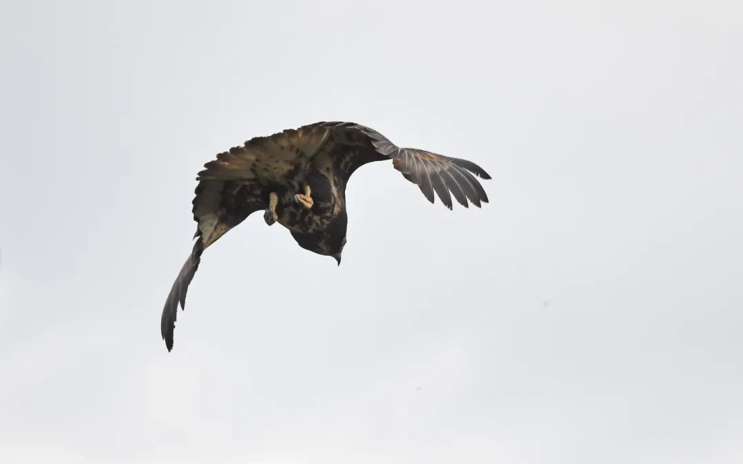 File:Buteogallus solitarius 336111189.jpg