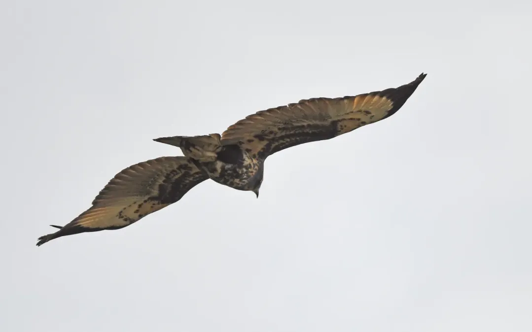 File:Buteogallus solitarius 336111165.jpg