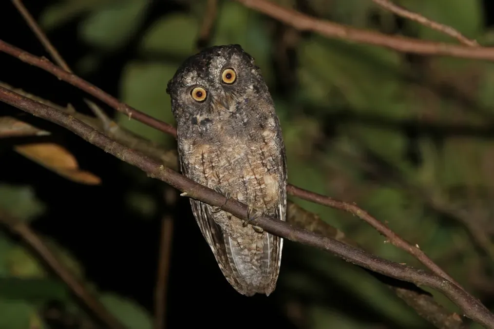 File:Otus collari 435260037.jpg