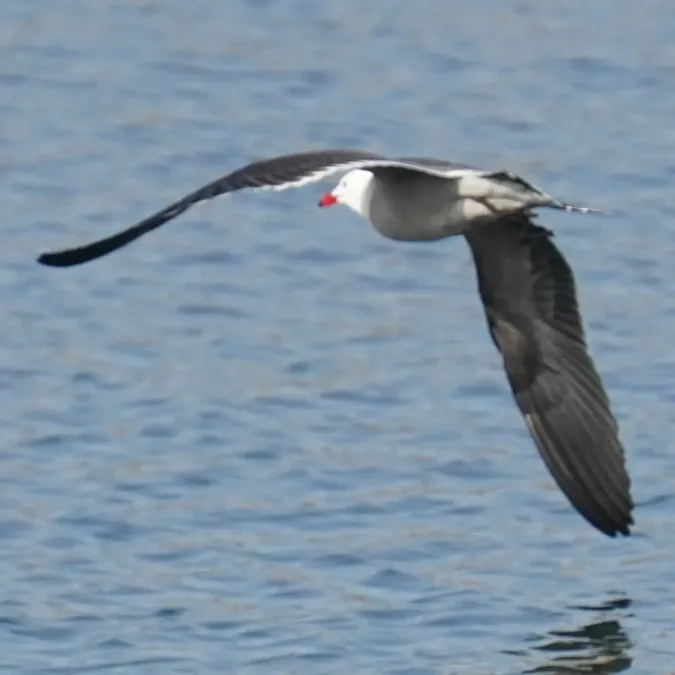 File:Larus heermanni 461798991.jpg