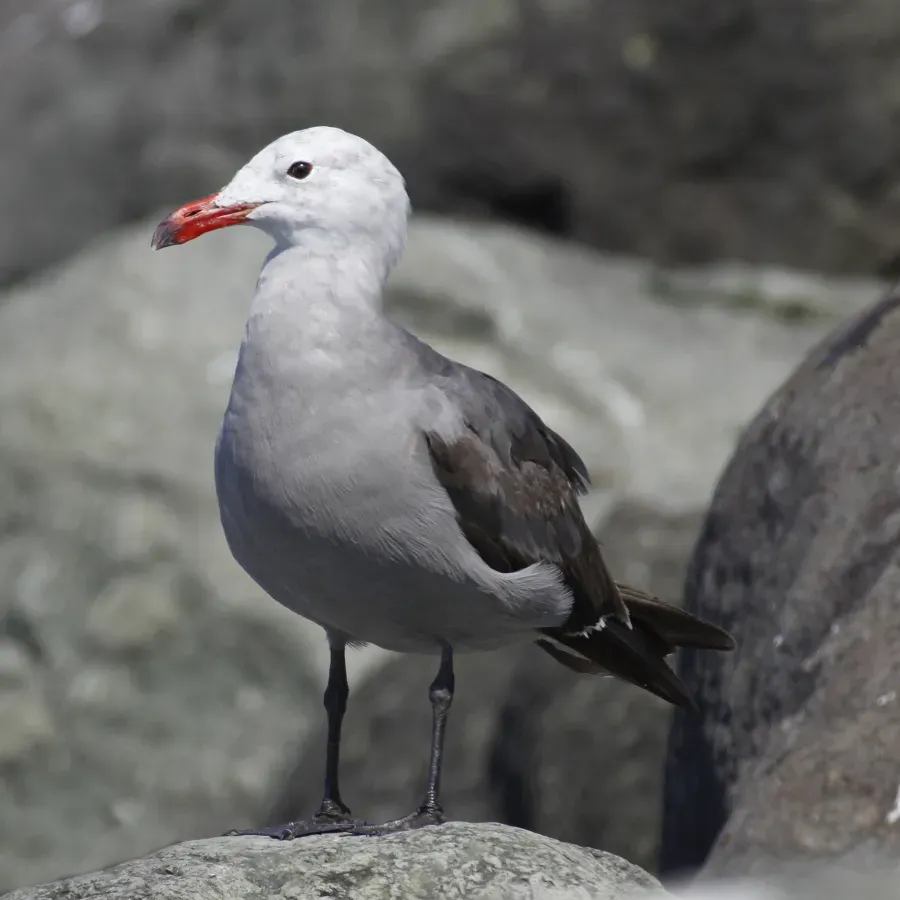 File:Larus heermanni 462606470.jpg
