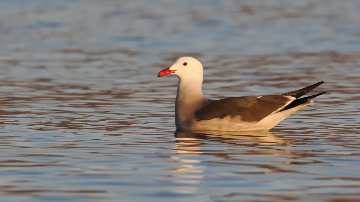 File:Larus heermanni 475034581.jpg