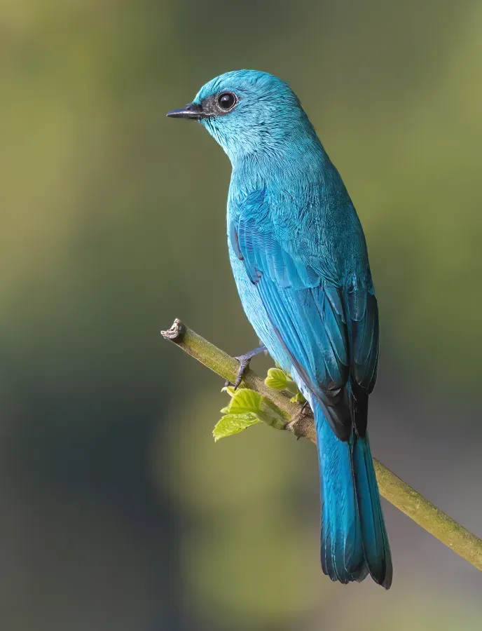 File:অম্বর চুটকি - Verditer flycatcher (Eumyias thalassinus), Naogaon, Bangladesh.jpg