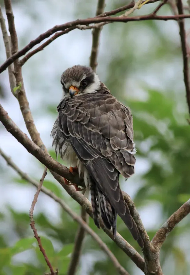 File:Amure falcon (Falco amurensis) (26820).jpg