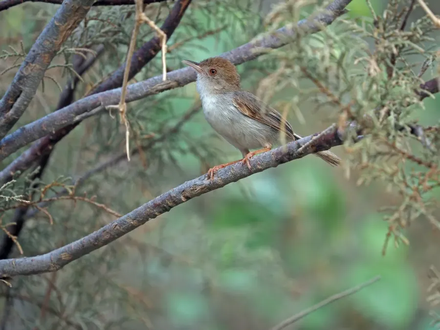 File:Incana incana 336780399.jpg