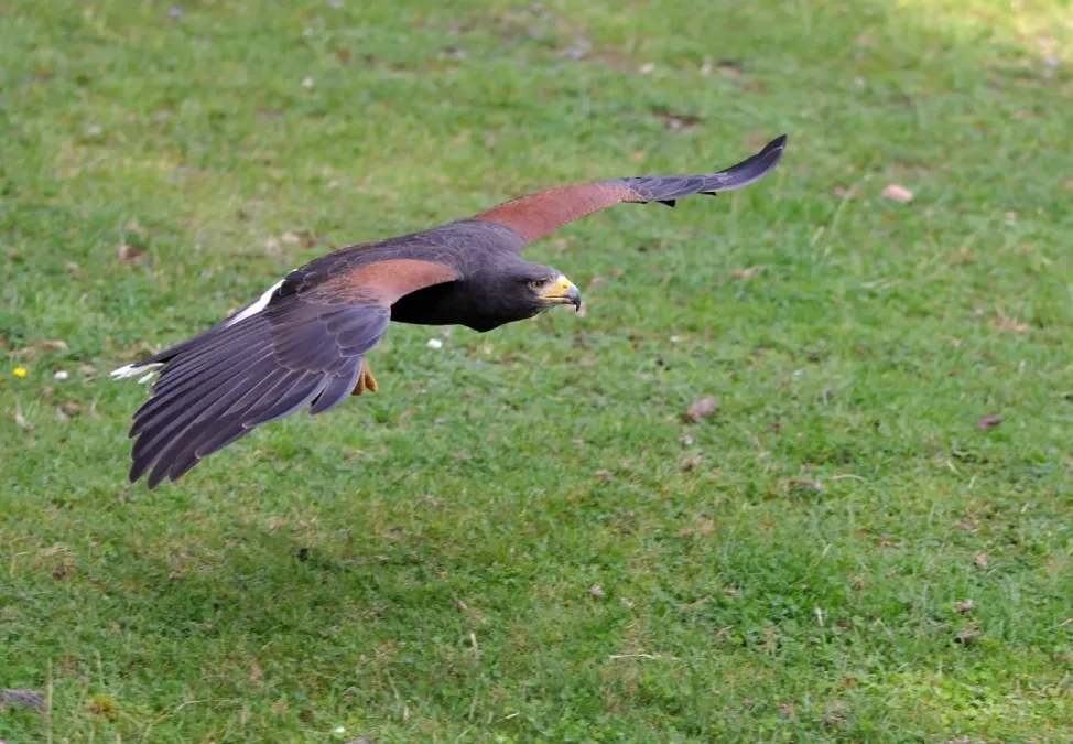 File:Parabuteo unicinctus qtl2.jpg
