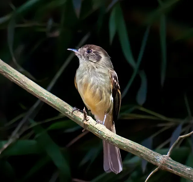 File:Leptopogon amaurocephalus -Piraju, Sao Paulo, Brazil-8.jpg