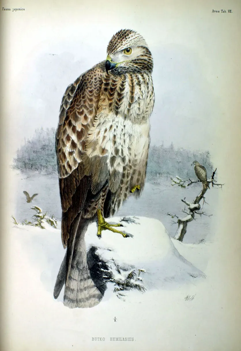 File:Buteo hemilasius Fauna Japonica.jpg