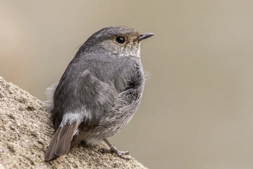 File:Plumbeous water redstart (Phoenicurus fuliginosus), Tangon River, Thakurgaon, Bangladesh.jpg