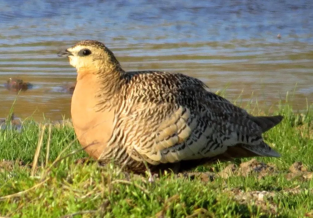 File:Pterocles personatus 2089035, crop.jpg
