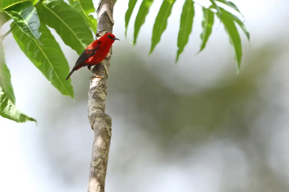 File:Myzomela wakoloensis wakoloensis 416830982.jpg