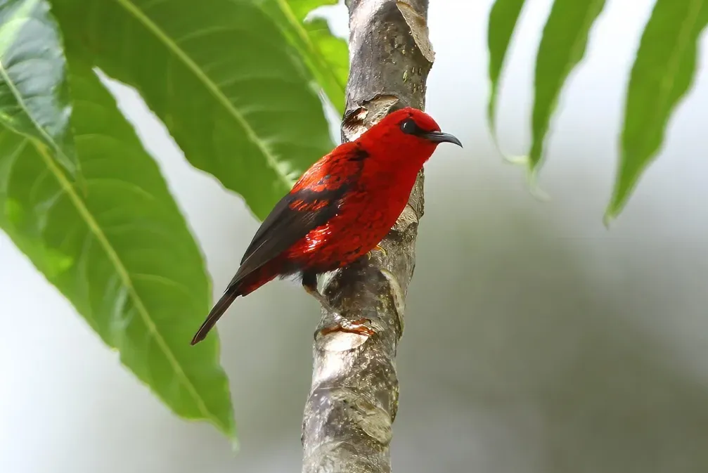File:Myzomela wakoloensis wakoloensis 416830982 (cropped).jpg