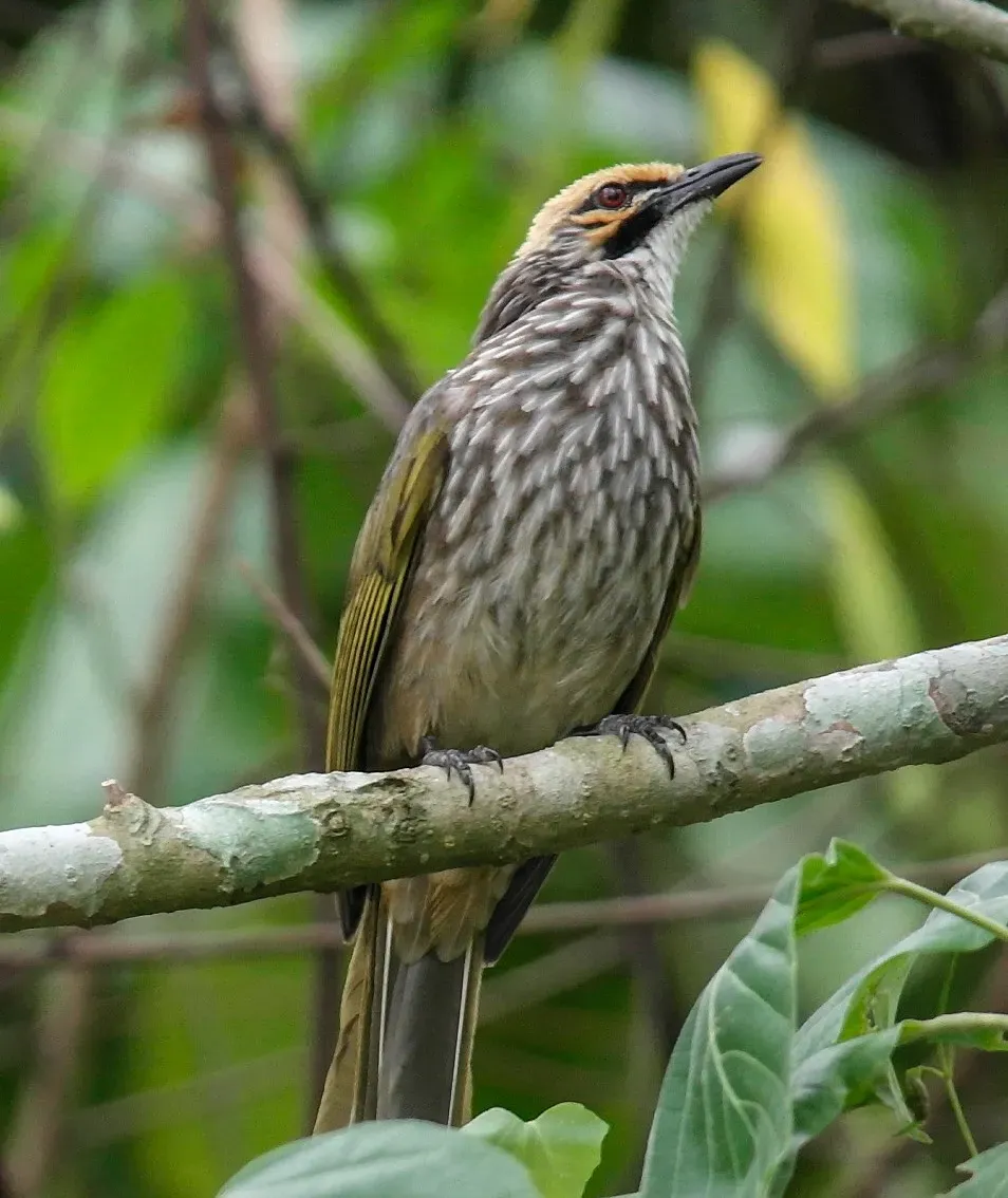 File:Straw-headed bulbul (Pycnonotus zeylanicus) by Michael MK Khor-CC BY 2 0 (52458035432).jpg