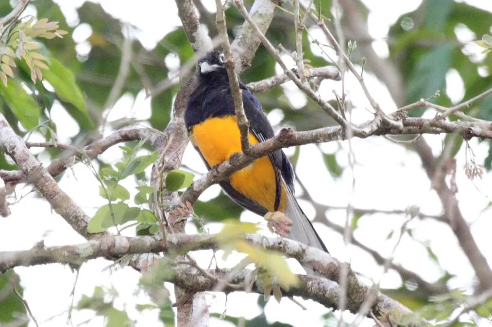 File:White-tailed Trogon (Trogon chionurus).jpg
