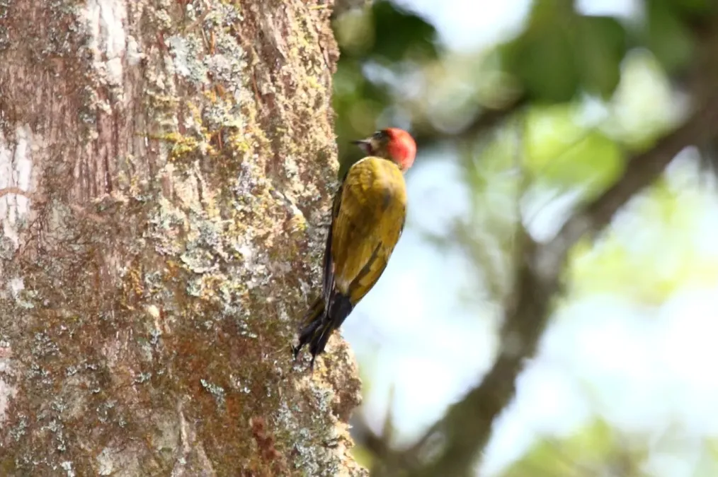 File:Stripe-cheeked Woodpecker (Piculus callopterus) 2.jpg