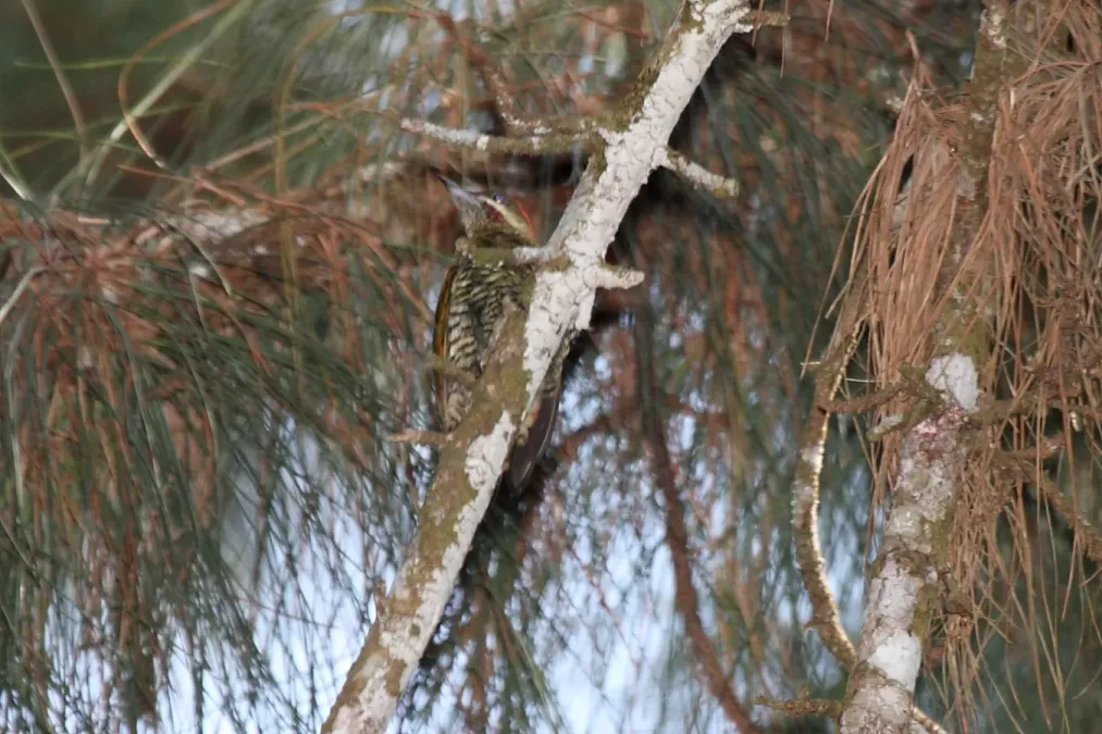 File:Stripe-cheeked Woodpecker (Piculus callopterus)a.jpg