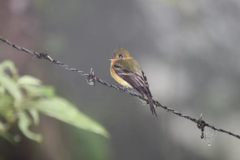 File:Tufted Flycatcher (Mitrephanes phaeocercus).jpg