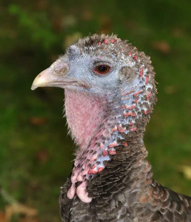 File:Meleagris gallopavo qtl1.jpg