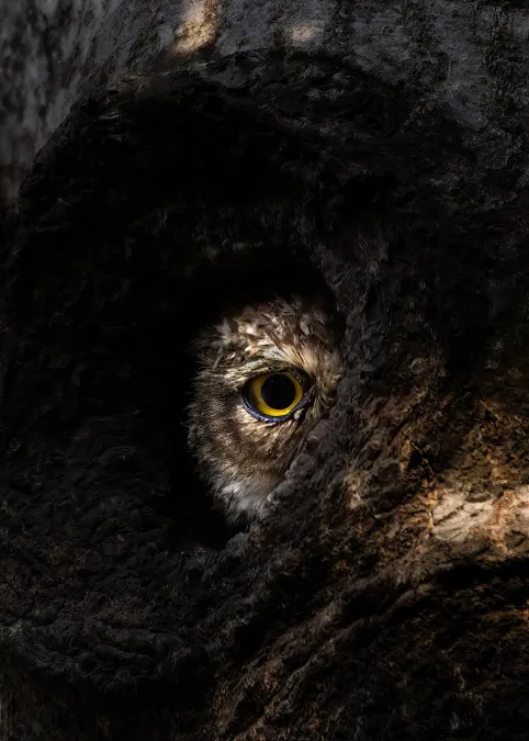 File:Spotted owl (Strix occidentalis), Gaibandha, Bangladesh (3).jpg