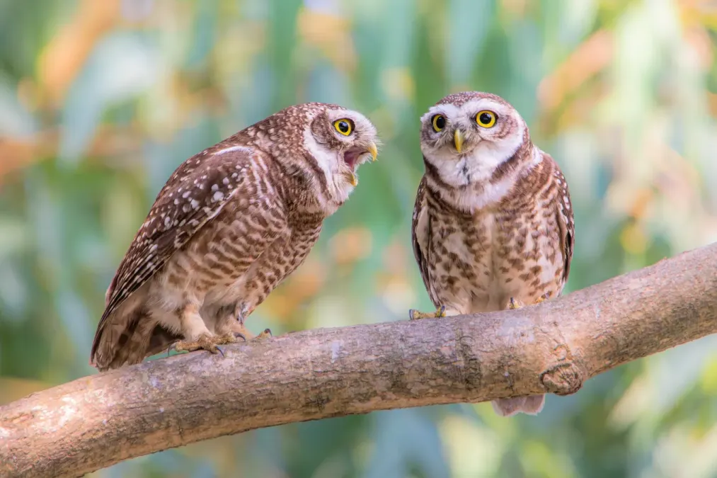 File:Spotted owlet (Athene brama), Rajshahi University, Bangladesh 2.jpg