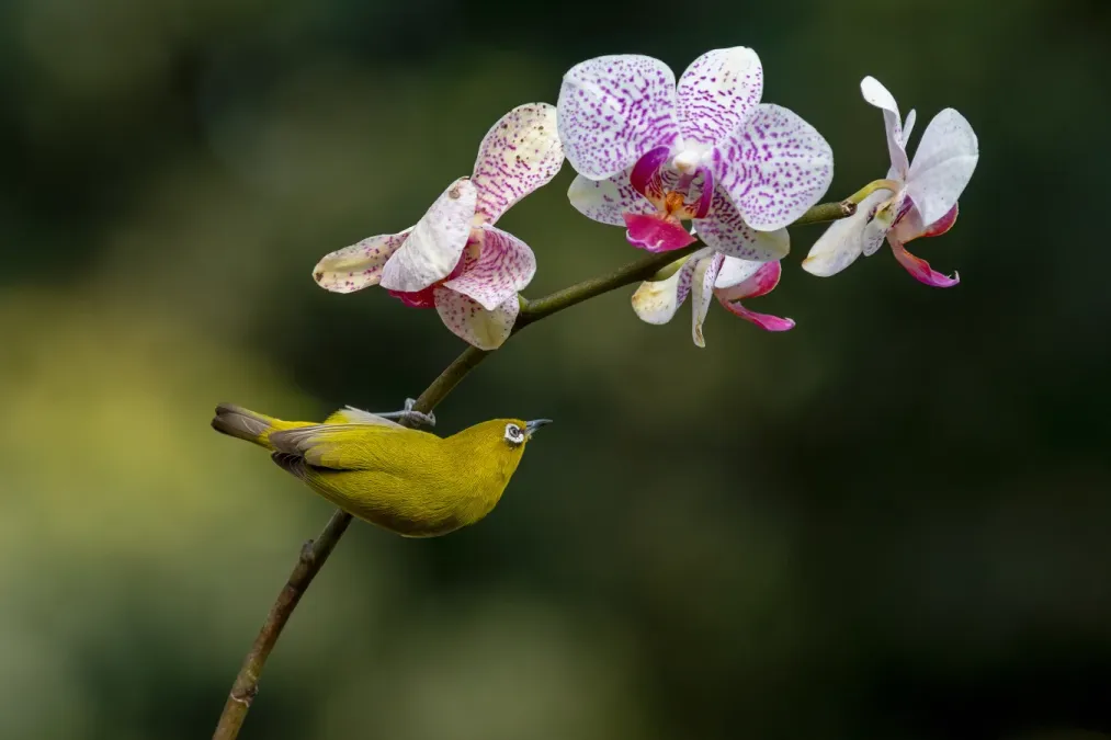 File:Indian white-eye (Zosterops palpebrosus) 5540.jpg