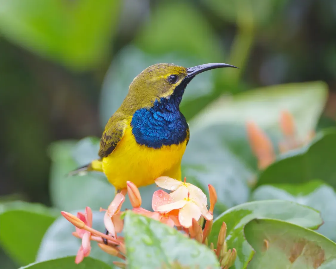 File:Cinnyris jugularis male.jpg
