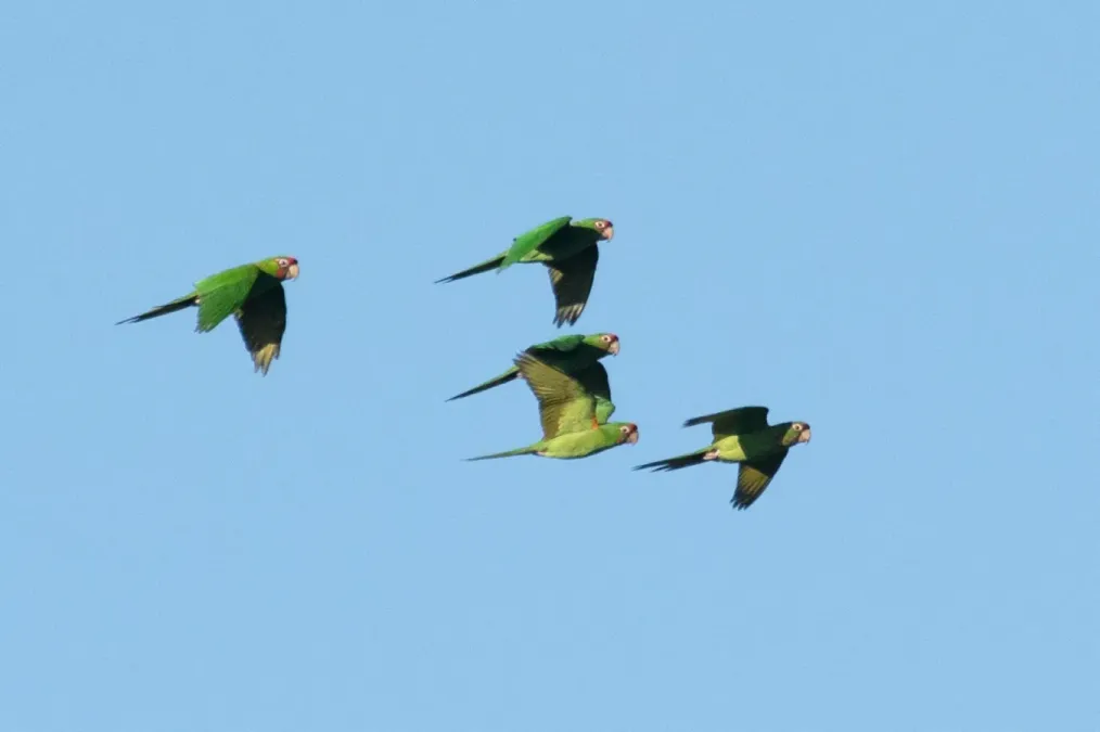 File:Psittacara mitratus 339606908.jpg
