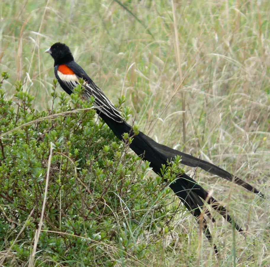 File:Euplectes progne male South Africa cropped.jpg