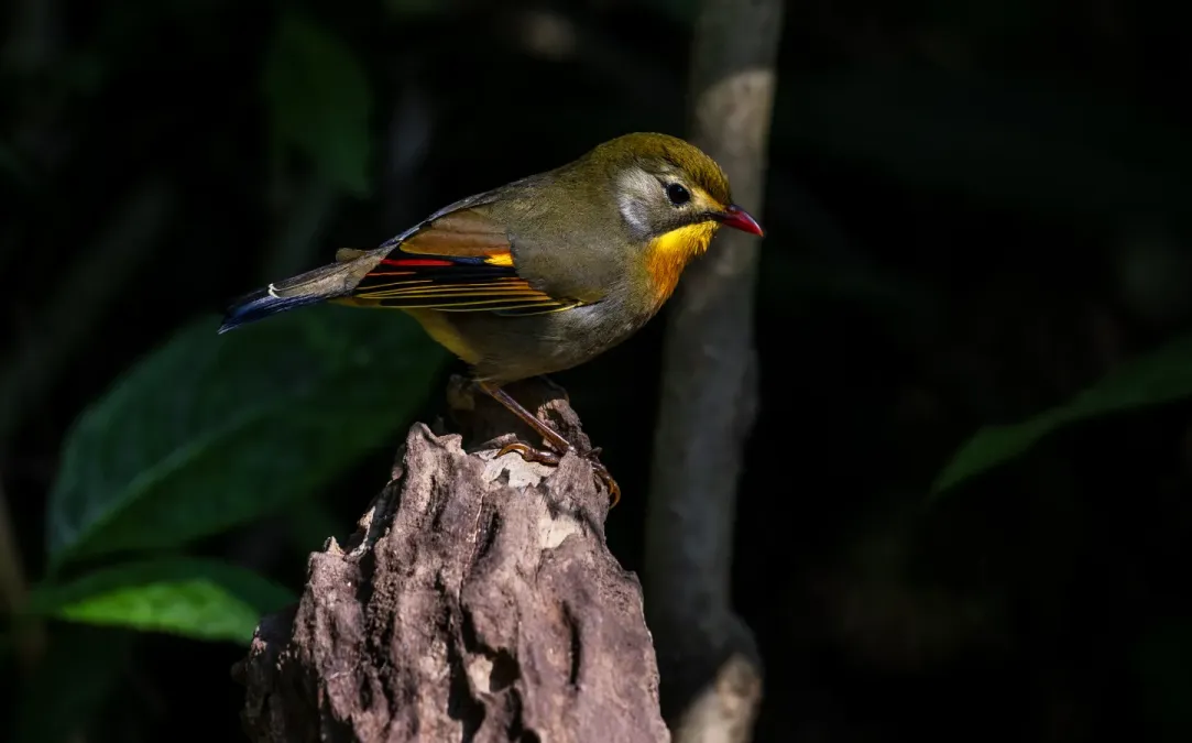 File:সোনালী লেওথ্রিক্স (Leiothrix lutea),লাটপাঞ্ছার,কার্শিয়ং, পশ্চিমবঙ্গ .DSC0565.jpg