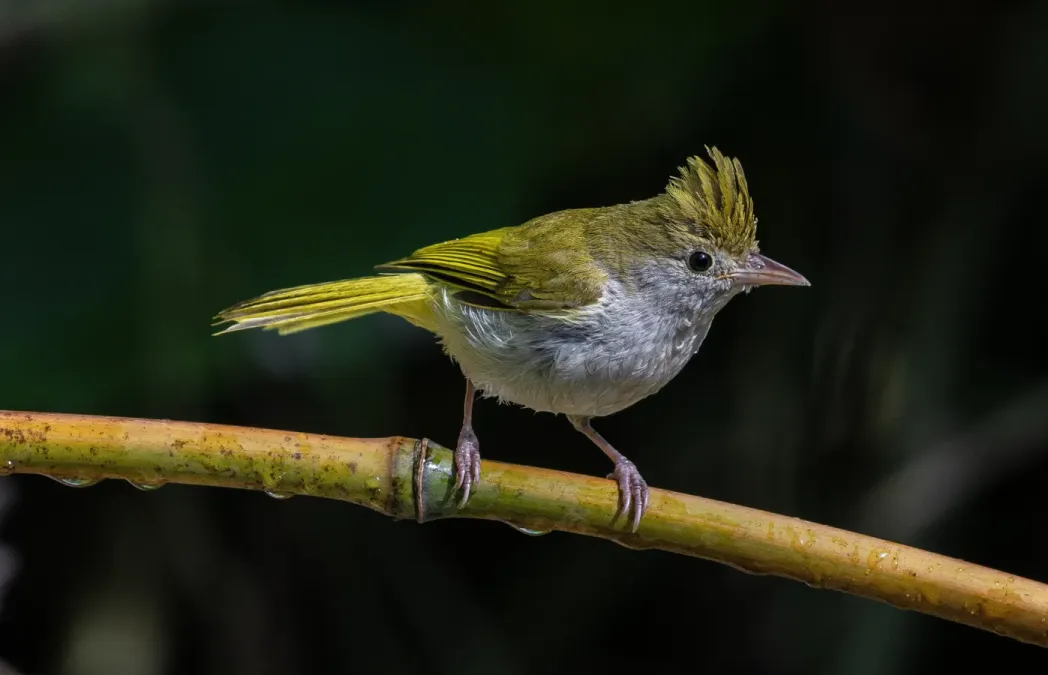 File:ধলাপেট উহিনা( Erpornis zantholeuca),লাটপাঞ্ছার,কার্শিয়ং, পশ্চিমবঙ্গ .DSC0654.jpg