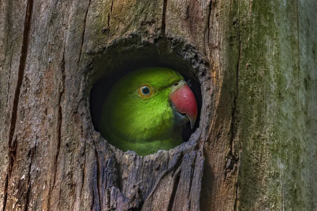 File:টিয়া - Red-breasted parakeet (Psittacula alexandri).jpg