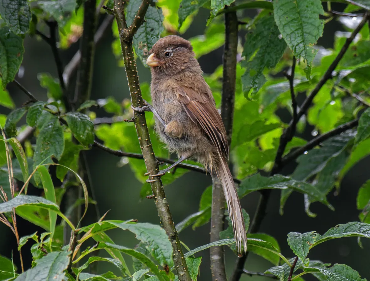 File:কালোঠুঁটি(Paradoxornis unicolor),সেঞ্চাল,দারজিলিং, পশ্চিমবঙ্গ.DSC8514.jpg