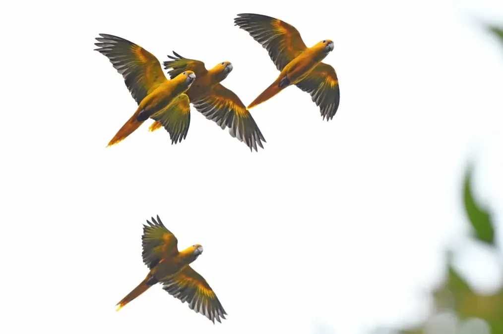 File:Guaruba guarouba 442618436.jpg