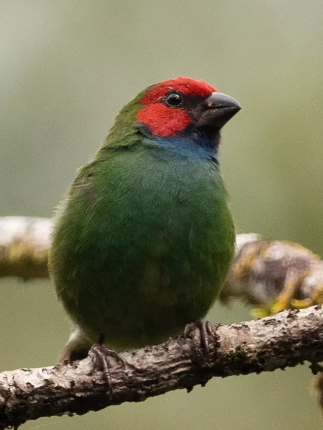 File:Erythrura pealii 60397718.jpg