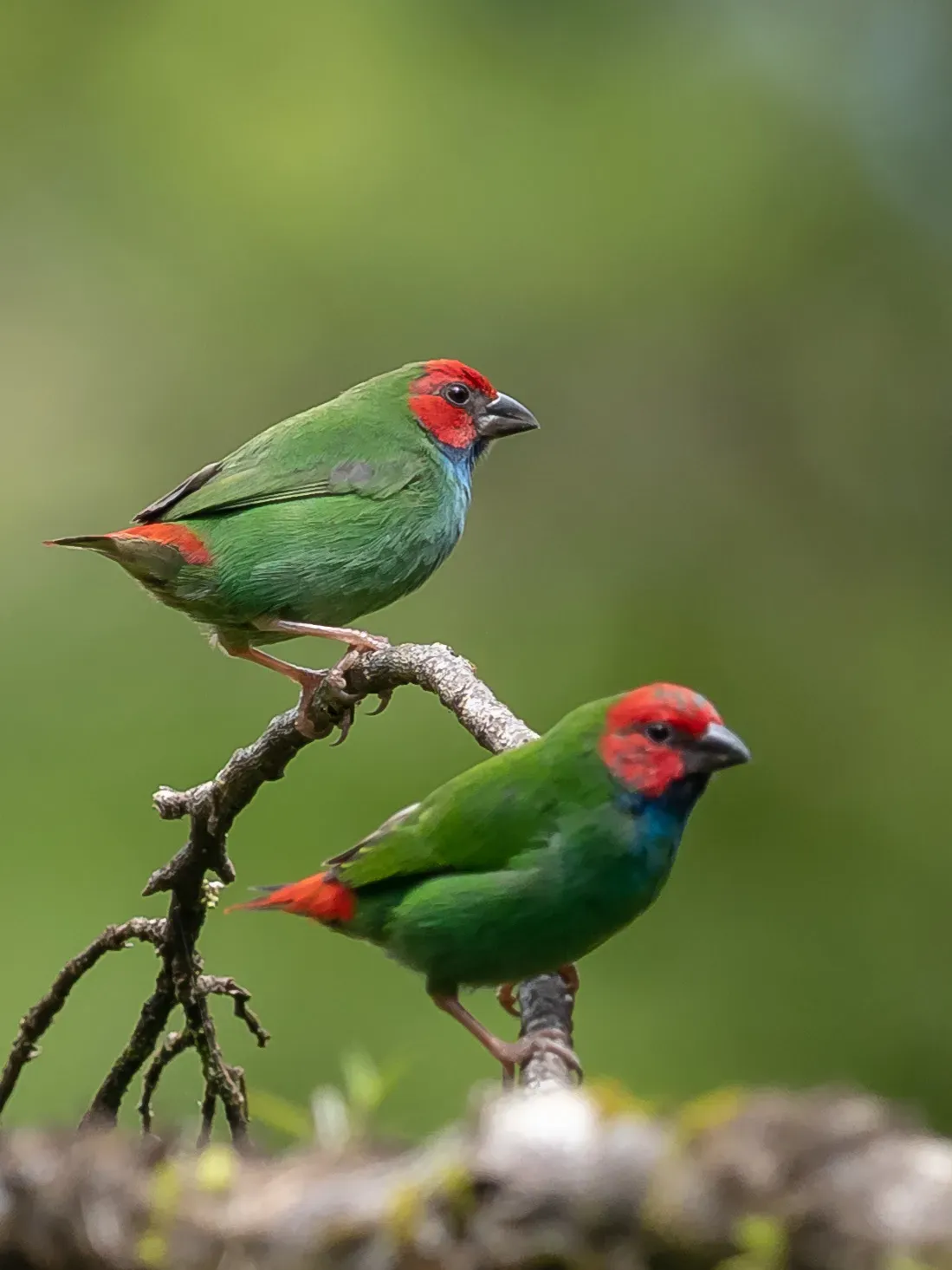 File:Erythrura pealii 60397721.jpg