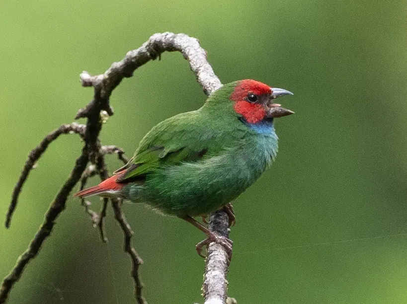 File:Erythrura pealii 60397719.jpg