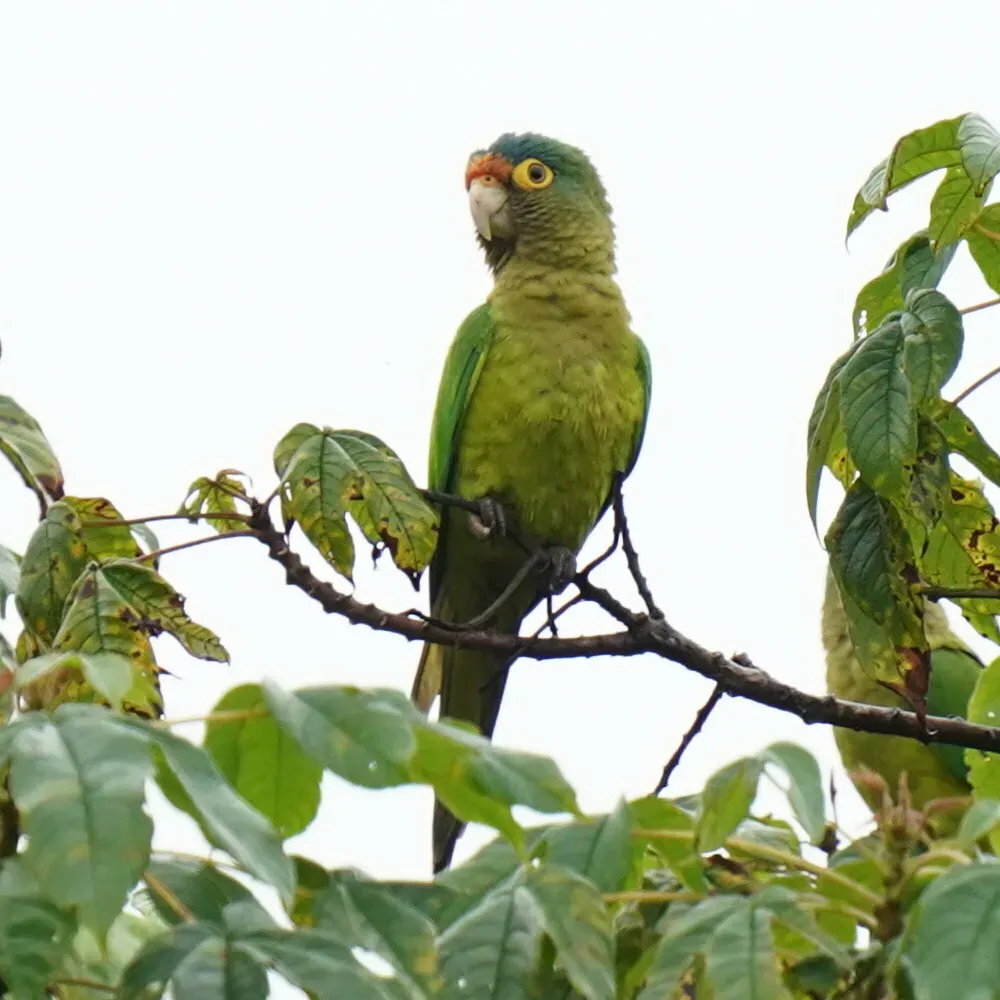 File:Eupsittula canicularis 452340980.jpg