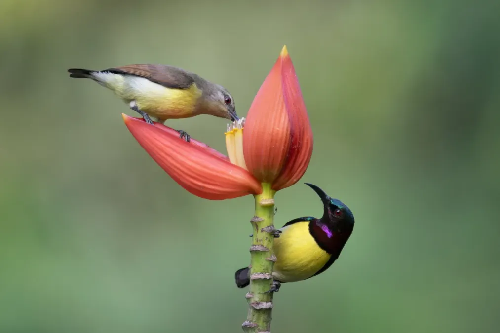 File:SM9 0287 Female and Male Purple-rumped sunbird (Leptocoma zeylonica).jpg