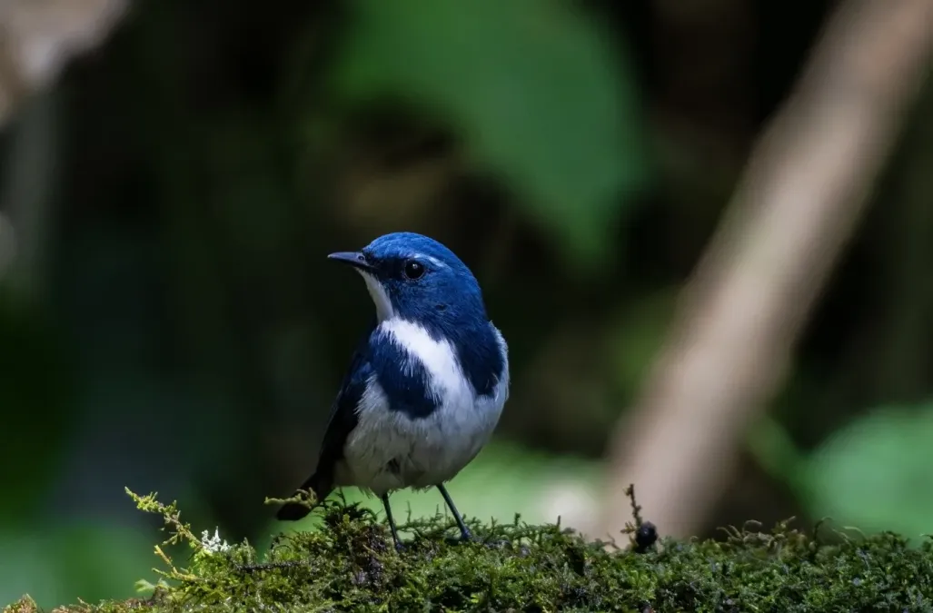 File:ঘননীল চুটকি (Ficedula superciliaris), লাটপাঞ্চার, কার্শিয়ং, পশ্চিমবঙ্গ - DSC9498.jpg