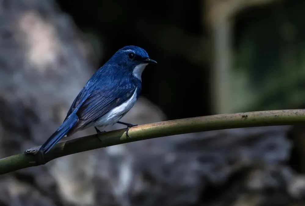 File:ঘননীল চুটকি (Ficedula superciliaris), লাটপাঞ্চার, কার্শিয়ং, পশ্চিমবঙ্গ - DSC9538.jpg