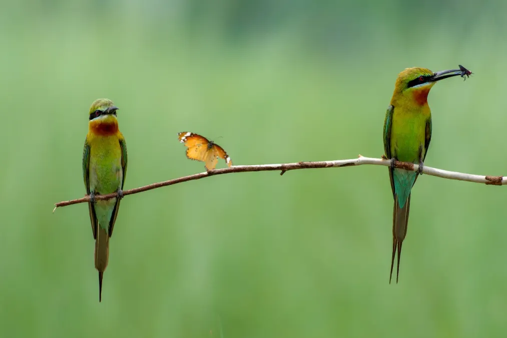 File:Blue-tailed bee-eater (Merops philippinus), Keraniganj, Dhaka.jpg
