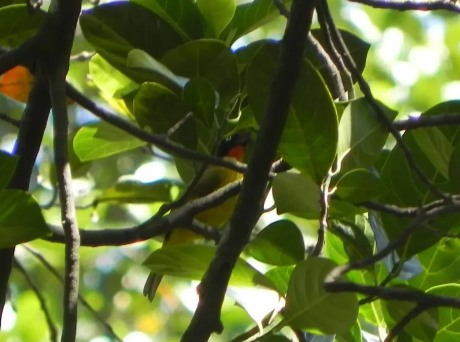 File:Rubigula gularis - S.MORE - 60600779.jpeg