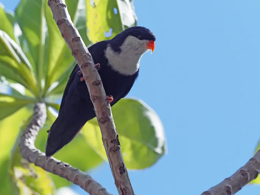 File:Vini peruviana 395655023.jpg