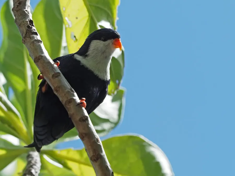 File:Vini peruviana 395655022.jpg